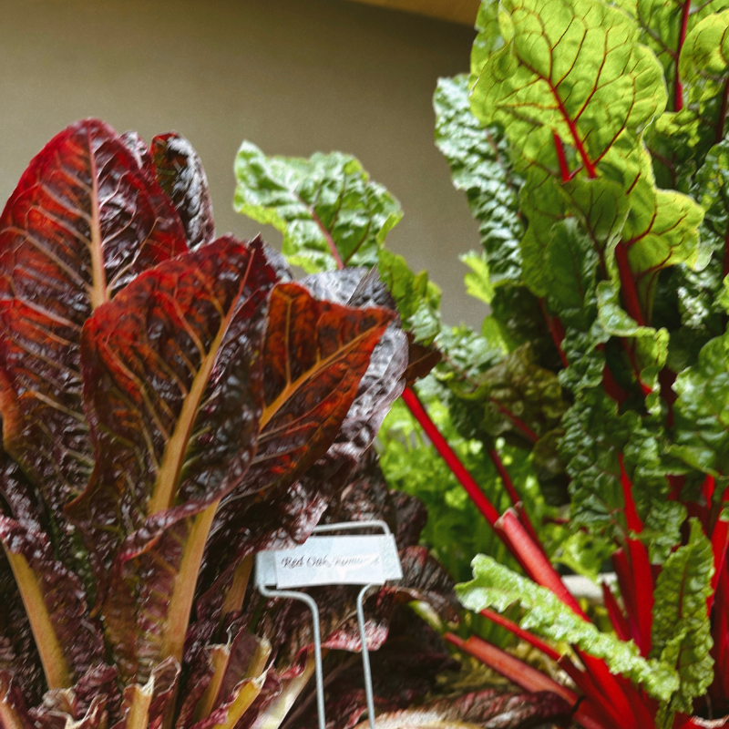 red romaine lettuce and Swiss chard grow in a garden 