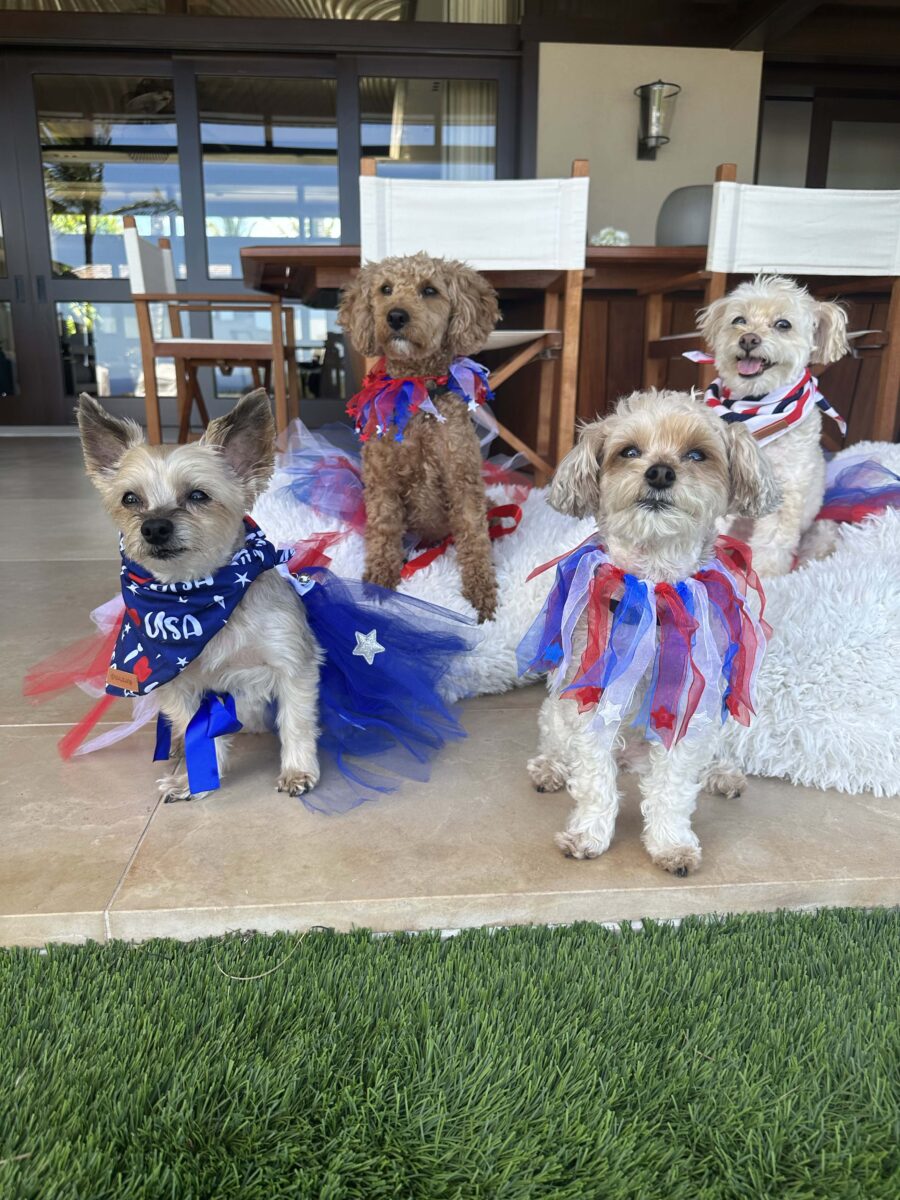 4 yorkie poodles pose for. photo dressed in 4th of July themed bandanas and tutus 